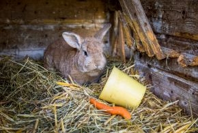 Hase